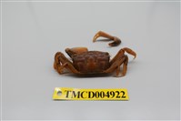 藏品(萬歲大眼蟹)的圖片